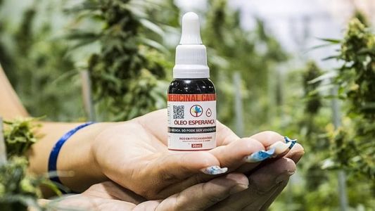 Decisão permite que mineiro plante maconha para produzir óleo de canabidiol