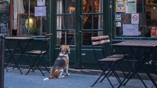 Decreto da PBH permitirá circulação de cachorros e gatos em restaurantes, bares e outros estabelecimentos