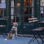 Decreto da PBH permite que animais de estimação frequentem estabelecimentos