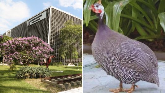 Decreto proíbe criação de galinhas-d’angola em SP; veja o que diz a legislação | CNN Brasil