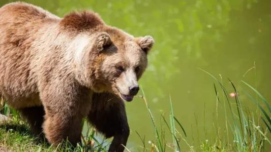 Defensores de animais criticam decisão de deixar ursa presa em cativeiro