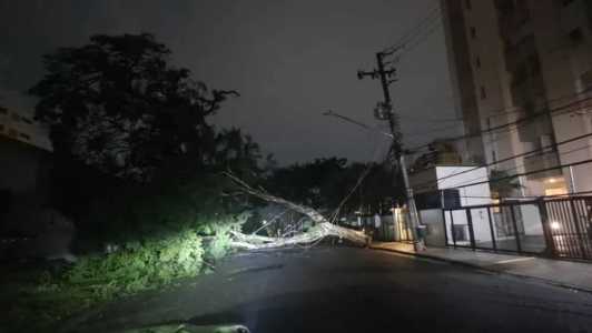 Defesa Civil registrou queda de 100 árvores na Grande São Paulo