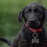 Onda de calor: veja dicas de como cuidar do seu pet nos dias quentes 