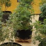 Delegado preso por cultivar maconha em cobertura de Belo Horizonte é demitido pela Polícia Civil
