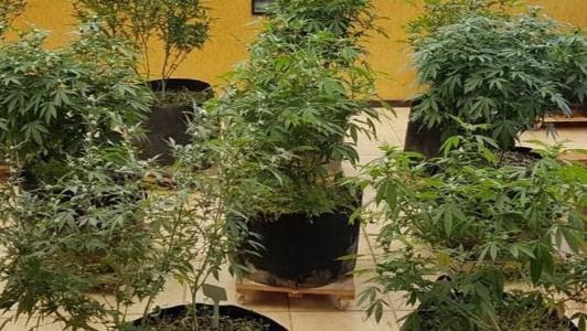 Delegado tinha vários pés de maconha em uma cobertura na região da Pampulha