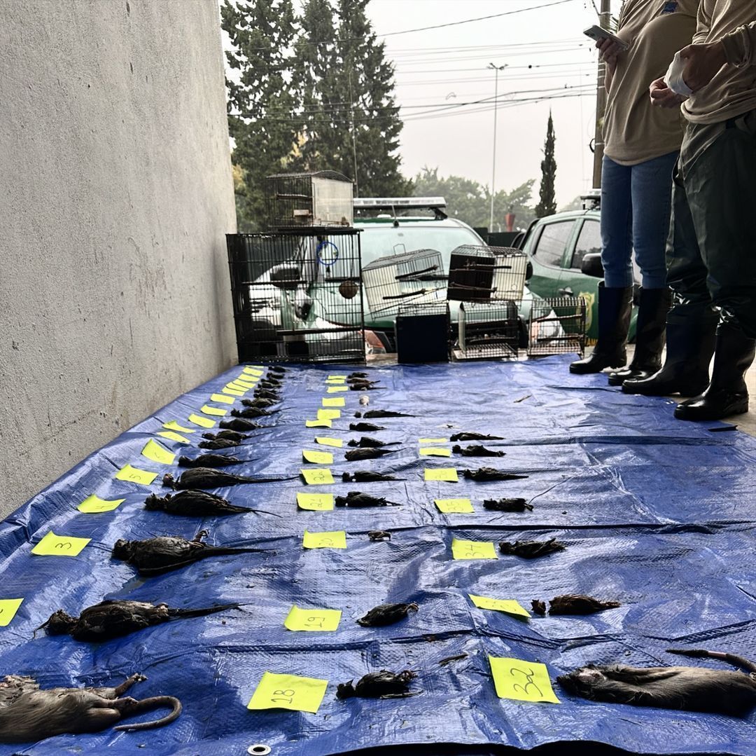 Petshop de Porto Alegre é investigado por deixar animais em subsolo durante enchente