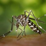 Brasil inaugura maior biofábrica do mundo de mosquitos da dengue 'do bem'
