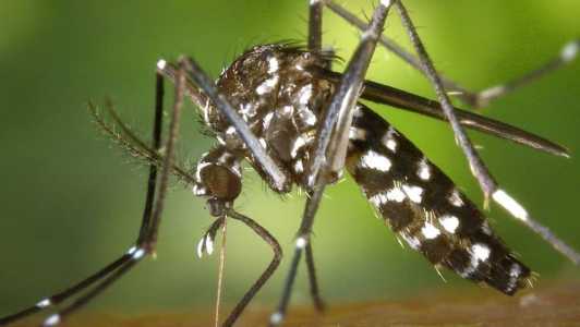 Dengue