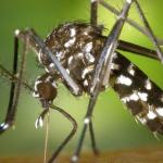 521 cidades recebem vacina da dengue em fevereiro; veja lista