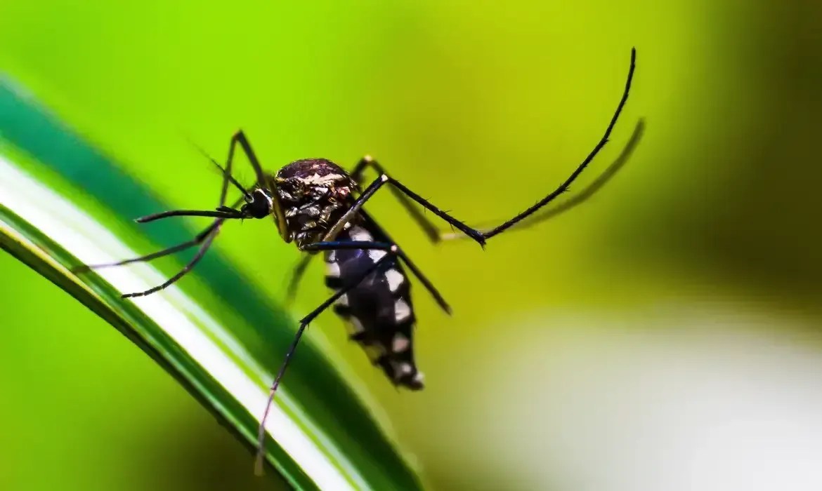 Dengue: em meio a explosão de casos, São Paulo registra segunda morte em 2025