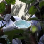 Dengue em BH: número de casos cresce 17% e Barreiro lidera ranking de regionais