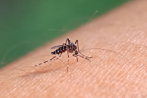 Governo de Minas distribui mais de 400 mil testes rápidos para diagnóstico da dengue