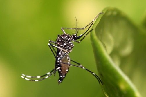 Varginha começa nova contagem de focos do mosquito da dengue
