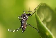 El Niño: epidemiologista alerta para possibilidade de aumento dos casos de dengue