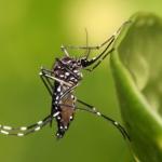 SRS de Varginha confirma 54 casos de dengue