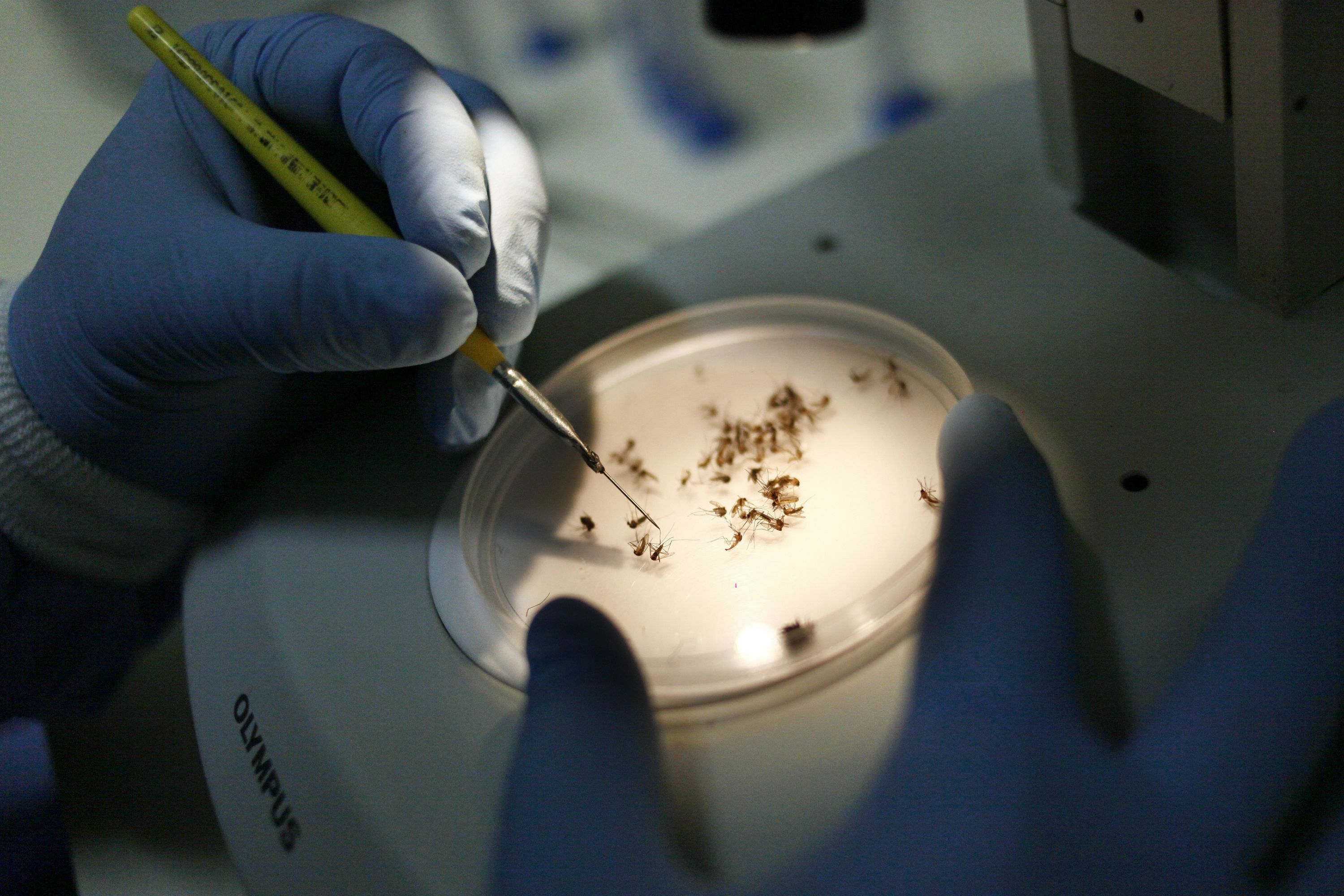 BH amplia vacinação contra a dengue para o público de 8 a 9 anos