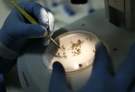 Dengue pode elevar em 17 vezes risco de síndrome de Guillain-Barré