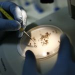 Dengue pode elevar em 17 vezes risco de síndrome de Guillain-Barré