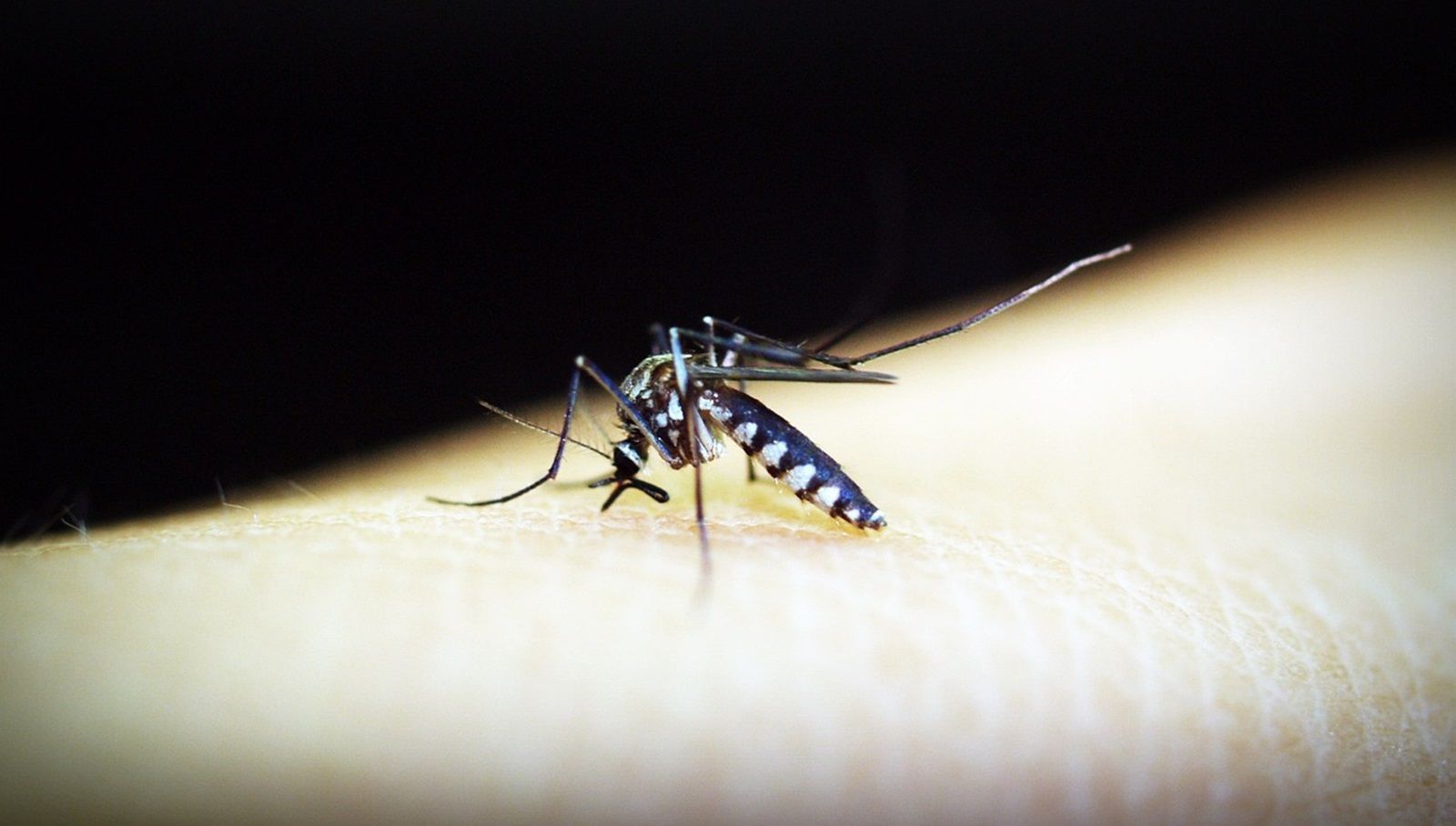 Casos graves de dengue podem causar hepatite e insuficiência renal