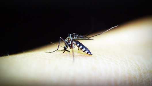 Foto mostra mosquito da dengue sob pele humana