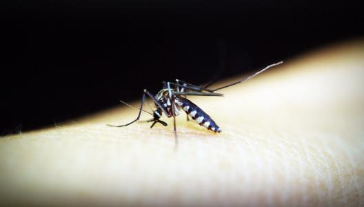 Foto mostra mosquito da dengue sob pele humana