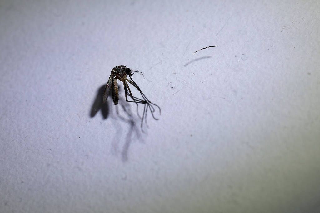 Casos de dengue e chikungunya diminuem em 85% em Ipatinga, aponta secretaria
