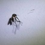 Casos de dengue e chikungunya diminuem em 85% em Ipatinga, aponta secretaria