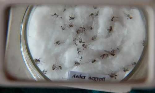 Mosquitos da dengue aparecem em microscópio
