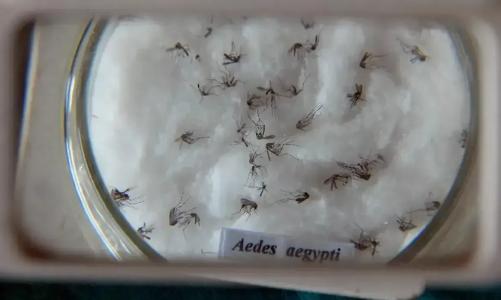 Mosquitos da dengue aparecem em microscópio