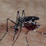 Minas Gerais realiza Dia D contra Aedes aegypti em 814 municípios neste sábado (28)