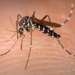 Aumento de casos de dengue após o Carnaval volta a colocar Minas em alerta