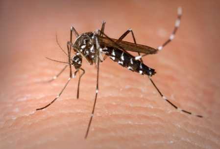 Outro resultado é que entre as pessoas que foram vacinadas e, mesmo assim, tiveram dengue, houve redução de 80,3% no número de internações com relação a quem não foi imunizado.