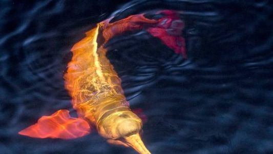 Dentro das quase 15 mil espécies avaliadas, já estão publicadas e disponíveis as fichas completas de 5.513 espécies