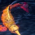 Plataforma mostra espécies em risco de extinção no Brasil