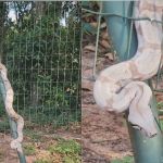 Deputado filma cobra na cerca da Assembleia Legislativa do MS; veja | CNN Brasil