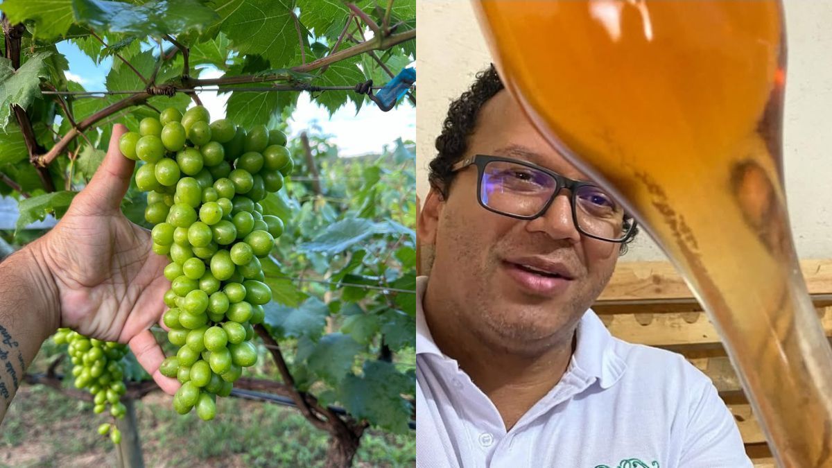 Vinho do Sertão de Minas ganha medalha inédita em concurso brasileiro; conheça o Lorena