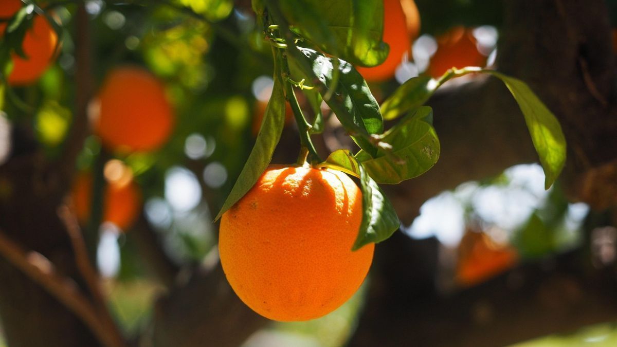 Greening reduz safra de laranja no cinturão citrícola em SP e MG