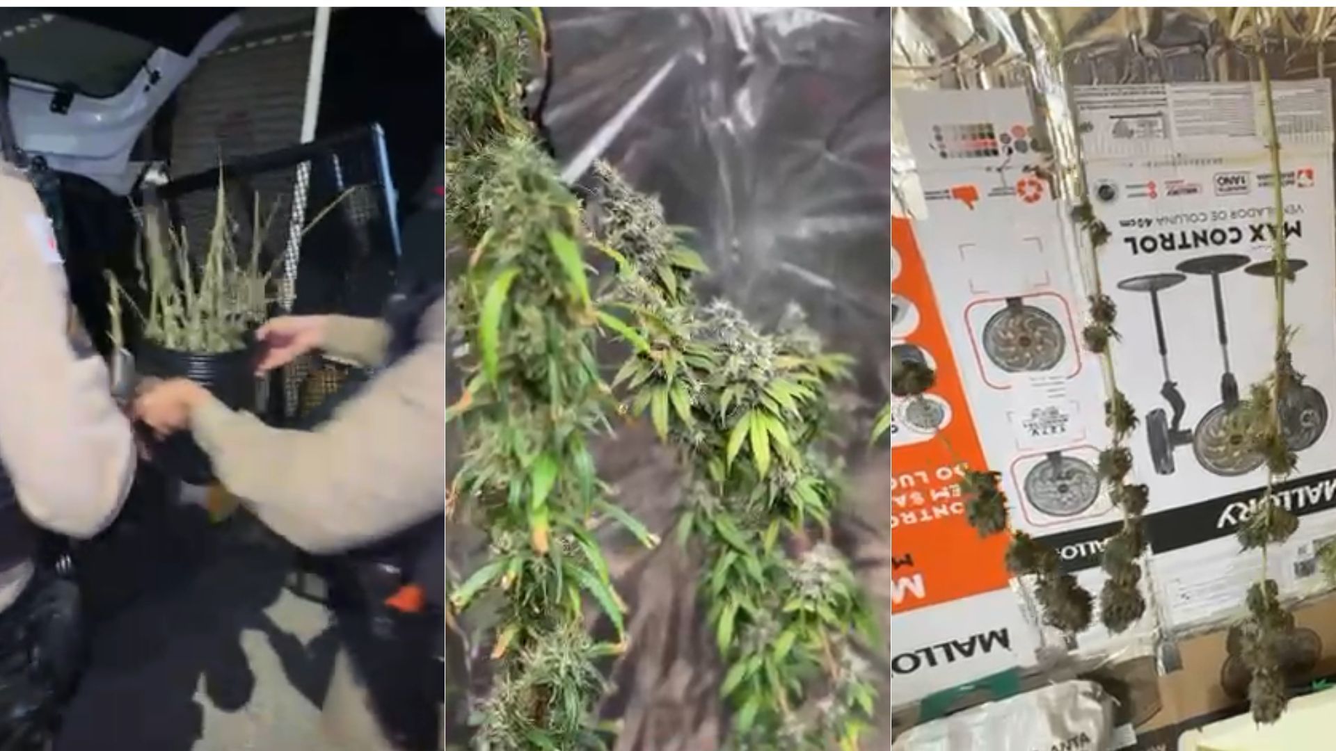 Mulher é presa por cultivar e vender 'maconha gourmet' na região Norte de BH