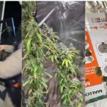 Mulher é presa por cultivar e vender 'maconha gourmet' na região Norte de BH