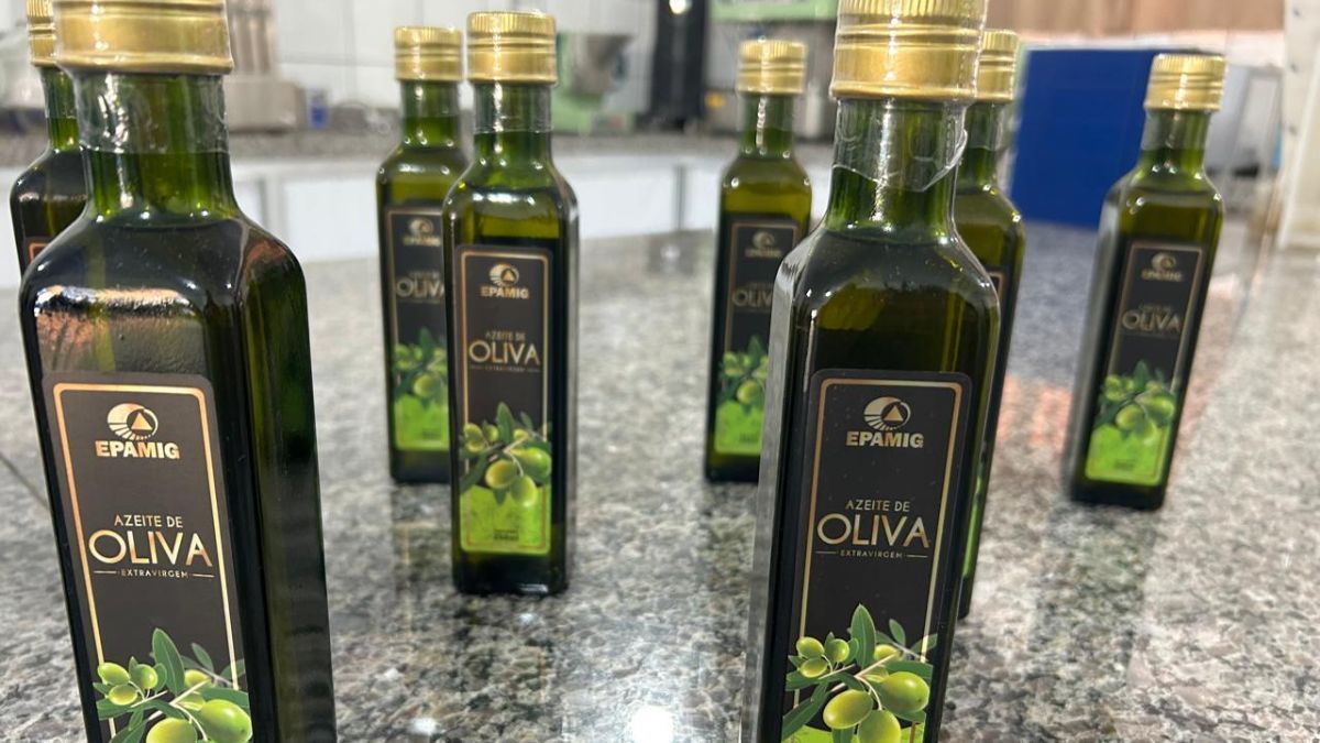 Não caia em golpes! Entenda as diferenças entre azeite virgem, extravirgem e tipo único