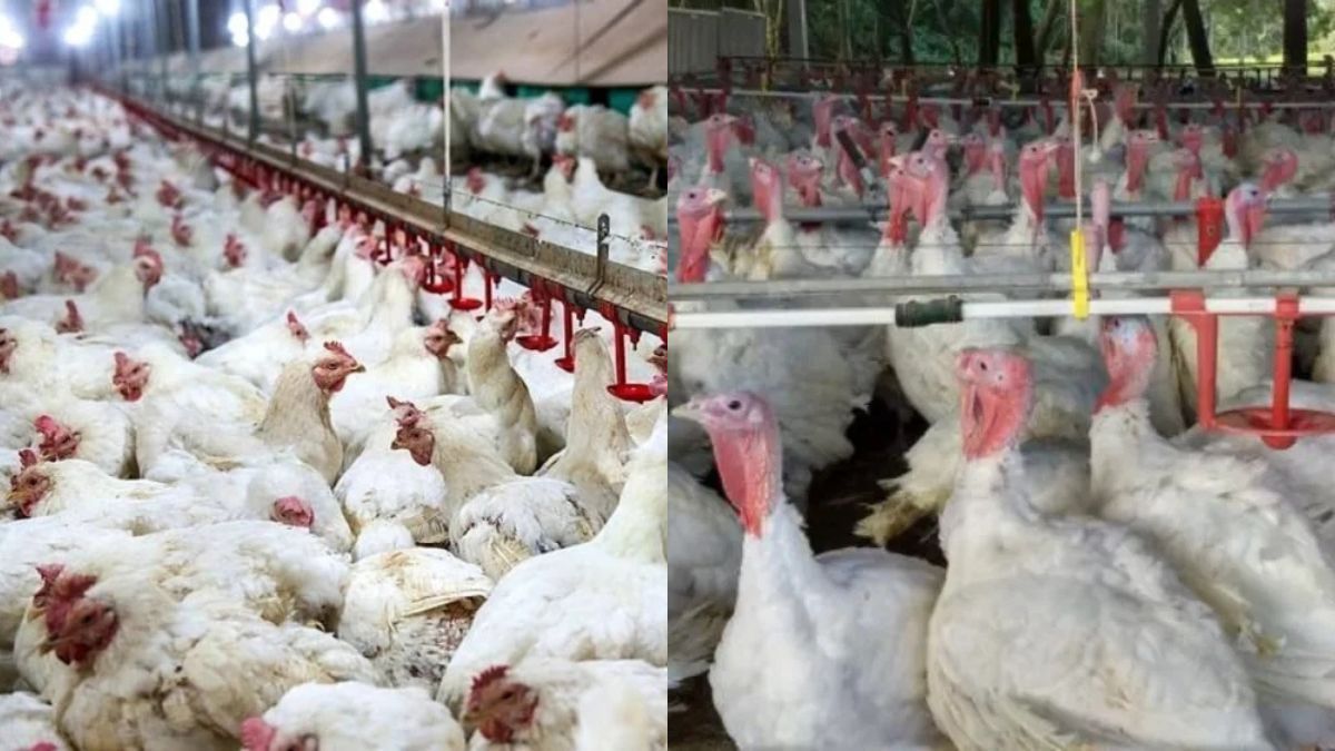 Carne de frango e peru do Brasil voltam a ser exportados para a União Europeia