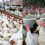 Carne de frango e peru do Brasil voltam a ser exportados para a União Europeia