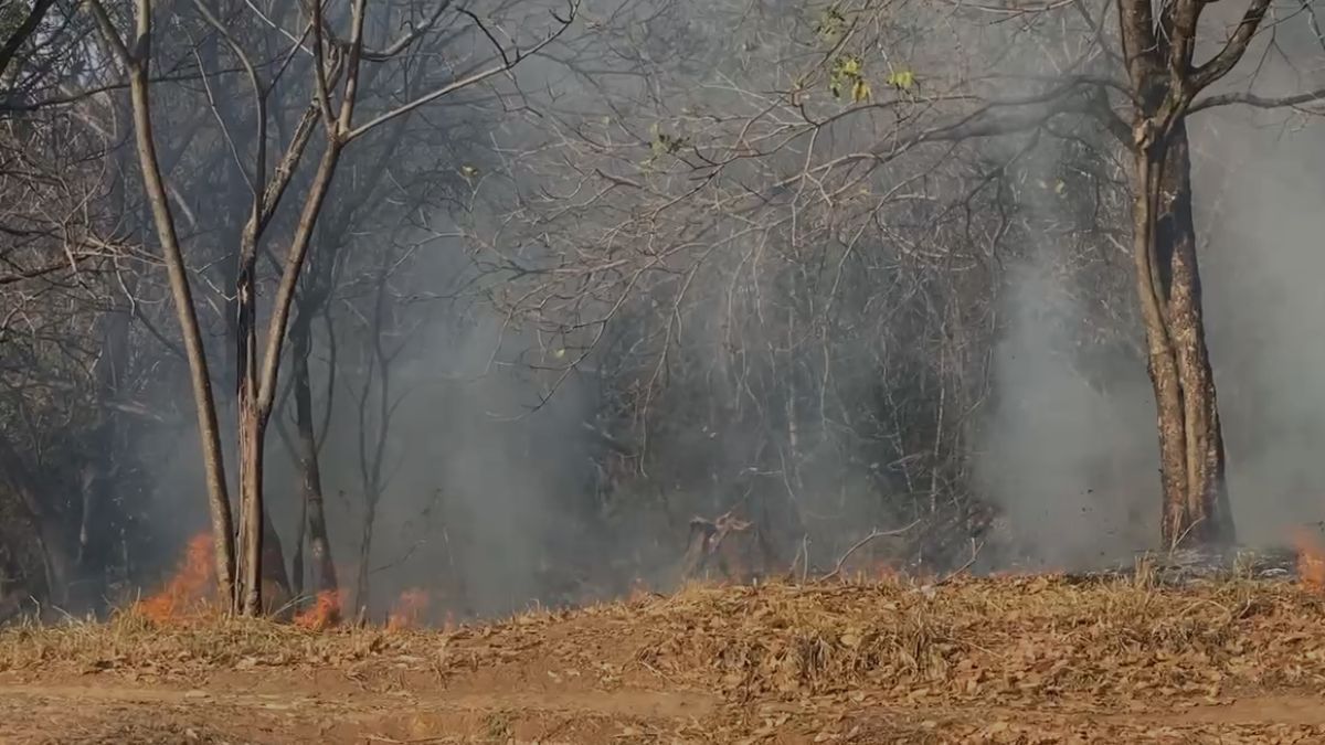 Torcedor solta foguete e causa incêndio em mata próxima ao Mineirão