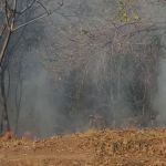 Torcedor solta foguete e causa incêndio em mata próxima ao Mineirão