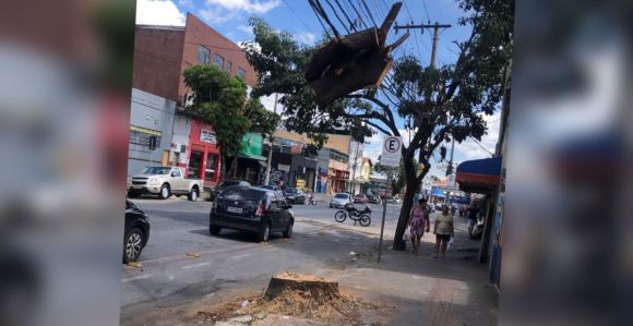 Tronco de árvore suspenso e preso em fiação no bairro Rio Branco