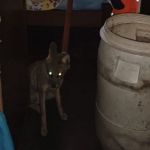 Raposa invade casa e é capturada por bombeiros no interior de Minas Gerais