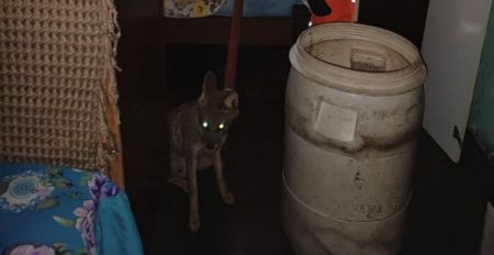 Raposa capturada em uma casa na cidade de Formiga