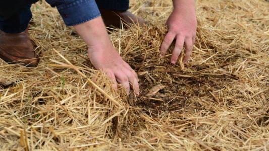 Pesquisa mostra vantagem da cobertura do solo como alternativa contra planta daninha