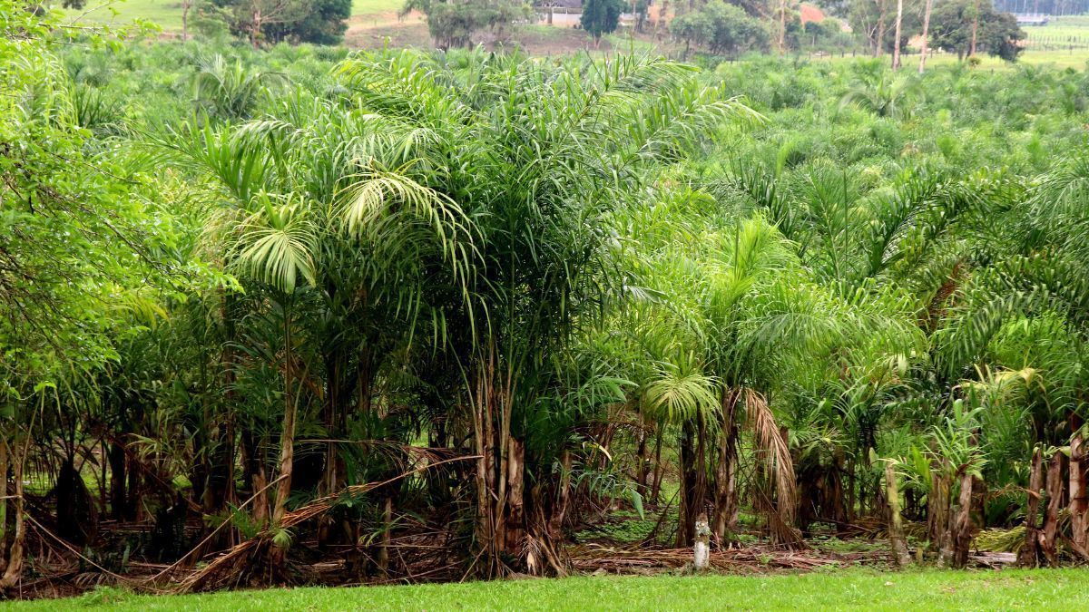 Plantação de pupunha movimenta R$ 21 milhões com adoção de tecnologias no litoral do Paraná