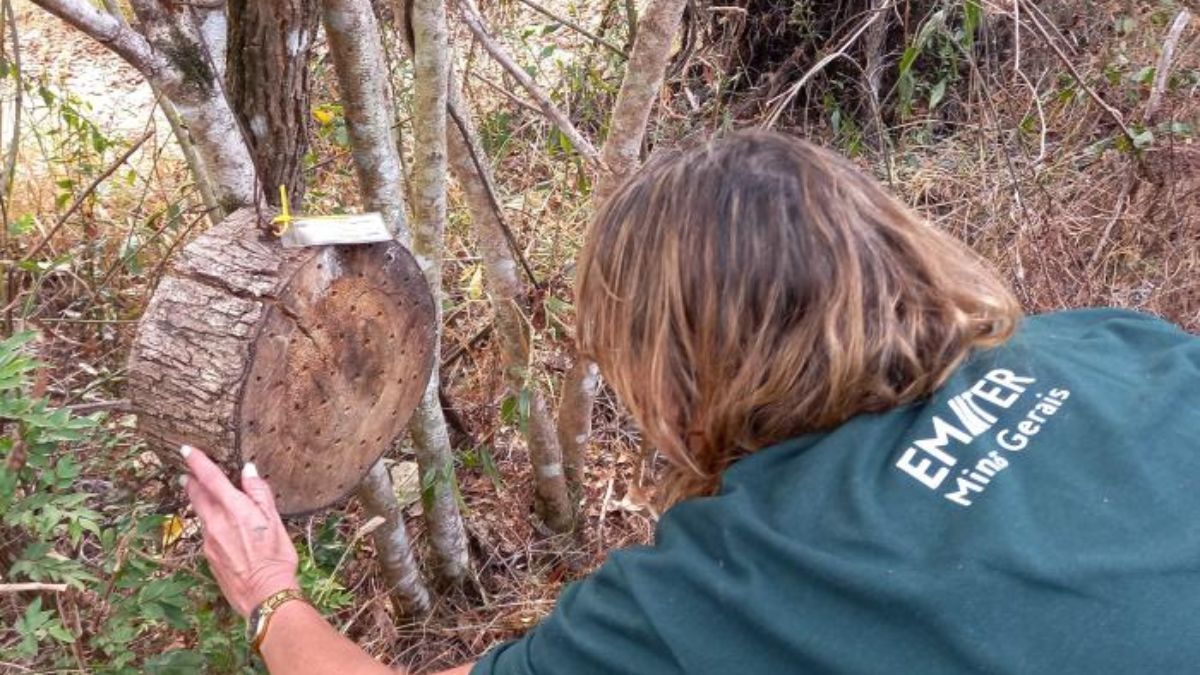Emater-MG protege abelhas solitárias e ajuda a preservar a biodiversidade em BH